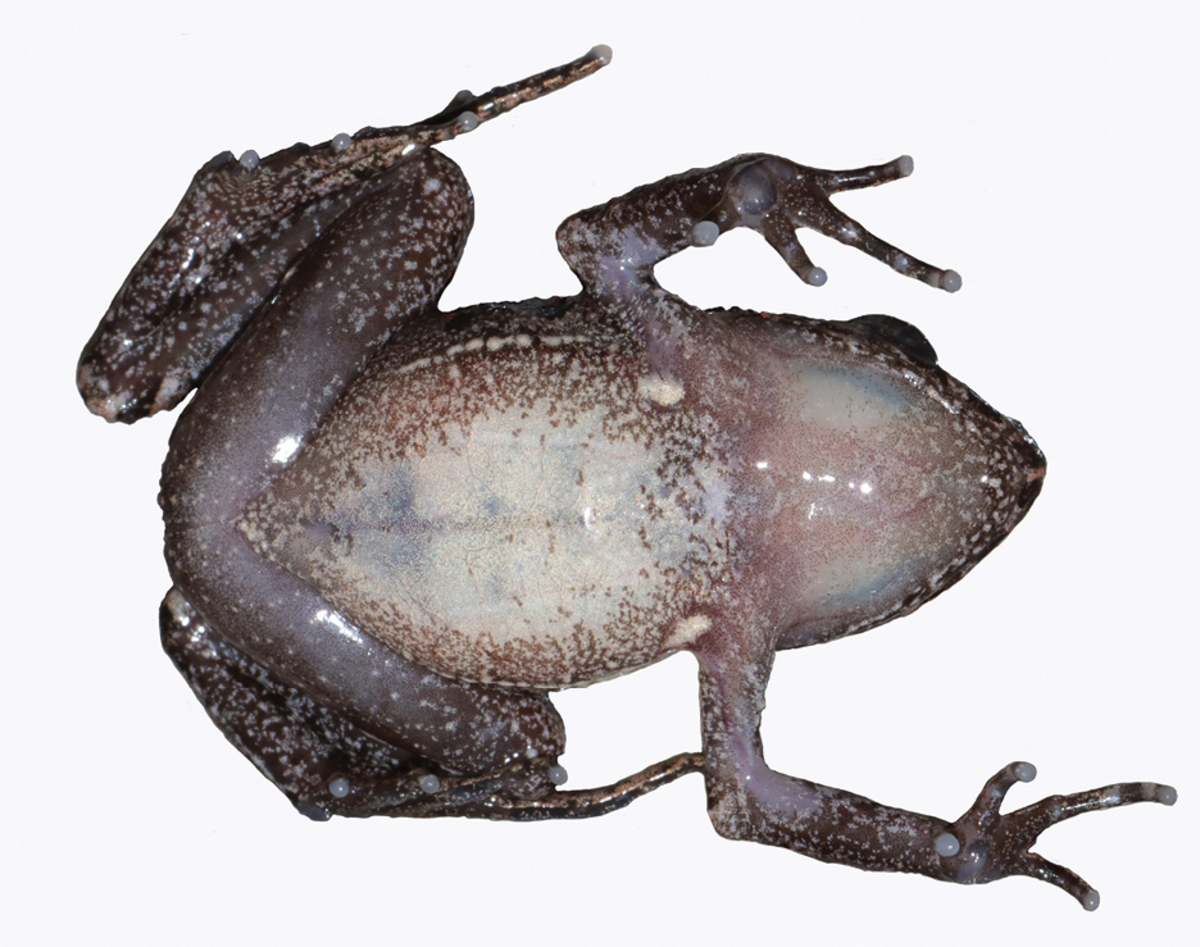 Small coppery-armed frog species found in China reserve | Miami Herald
